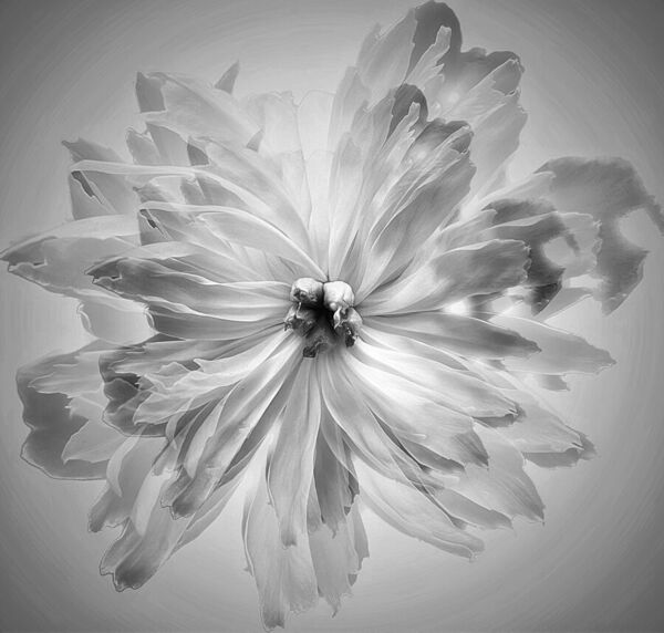 Photograph Iuliia Akhulkova Echo Of Peony on One Eyeland